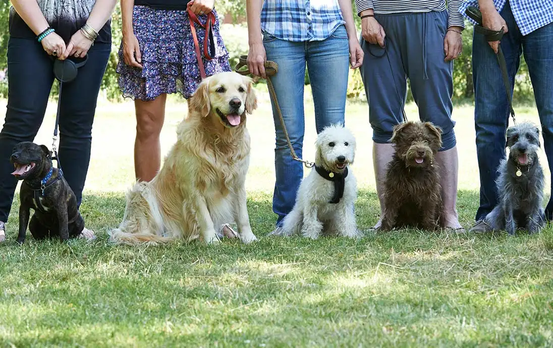 Estate Plans for Pet Care